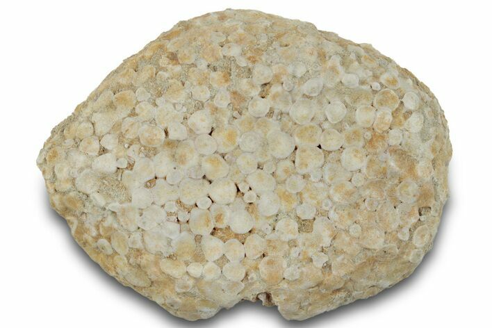 Fossil Crusher Fish (Eodiaphyodus) Mouth Plate -Morocco #260400